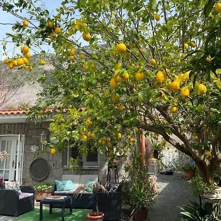 La Maison Des Citrons